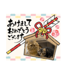 猫ラガマフィン日常＆イベントスタンプ（個別スタンプ：13）