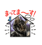 猫ラガマフィン日常＆イベントスタンプ（個別スタンプ：16）
