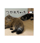 猫ラガマフィン日常＆イベントスタンプ（個別スタンプ：18）