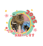 猫ラガマフィン日常＆イベントスタンプ（個別スタンプ：19）