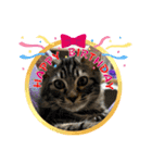 猫ラガマフィン日常＆イベントスタンプ（個別スタンプ：20）