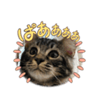 猫ラガマフィン日常＆イベントスタンプ（個別スタンプ：23）