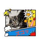 猫ラガマフィン日常＆イベントスタンプ（個別スタンプ：24）