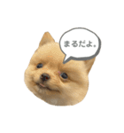 まるだよ（子犬編）（個別スタンプ：1）