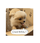 まるだよ（子犬編）（個別スタンプ：2）