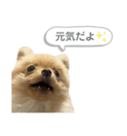 まるだよ（子犬編）（個別スタンプ：3）