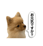 まるだよ（子犬編）（個別スタンプ：4）