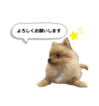 まるだよ（子犬編）（個別スタンプ：5）