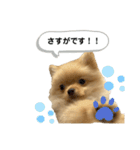 まるだよ（子犬編）（個別スタンプ：6）