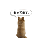 まるだよ（子犬編）（個別スタンプ：7）