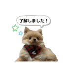 まるだよ（子犬編）（個別スタンプ：8）