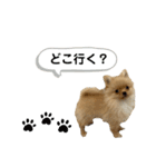 まるだよ（子犬編）（個別スタンプ：9）