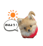まるだよ（子犬編）（個別スタンプ：10）
