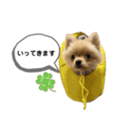 まるだよ（子犬編）（個別スタンプ：12）