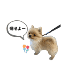 まるだよ（子犬編）（個別スタンプ：13）