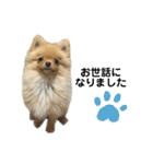 まるだよ（子犬編）（個別スタンプ：19）
