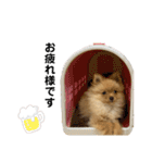 まるだよ（子犬編）（個別スタンプ：20）