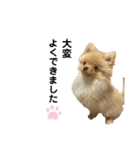 まるだよ（子犬編）（個別スタンプ：21）