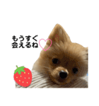 まるだよ（子犬編）（個別スタンプ：22）