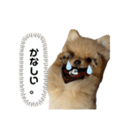 まるだよ（子犬編）（個別スタンプ：23）