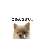 まるだよ（子犬編）（個別スタンプ：24）