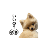 まるだよ（子犬編）（個別スタンプ：25）