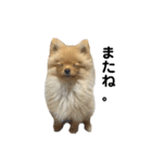 まるだよ（子犬編）（個別スタンプ：26）
