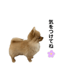 まるだよ（子犬編）（個別スタンプ：27）