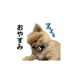 まるだよ（子犬編）（個別スタンプ：28）