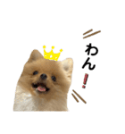 まるだよ（子犬編）（個別スタンプ：31）