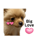 まるだよ（子犬編）（個別スタンプ：33）