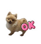 まるだよ（子犬編）（個別スタンプ：34）