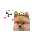 まるだよ（子犬編）（個別スタンプ：36）