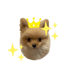 まるだよ（子犬編）（個別スタンプ：39）
