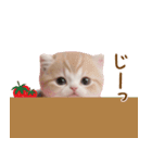 スコティッシュ猫とイチゴ 思いやり 敬語（個別スタンプ：23）