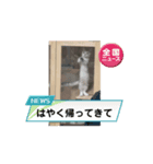 ねこandいんこnoスタンプ（個別スタンプ：1）