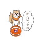 柴犬と ハチワレ猫の 挨拶スタンプ（個別スタンプ：7）