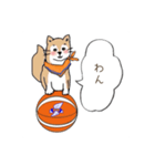 柴犬と ハチワレ猫の 挨拶スタンプ（個別スタンプ：8）