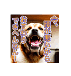 ブチ切れる犬（個別スタンプ：2）