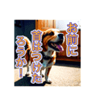 ブチ切れる犬（個別スタンプ：4）