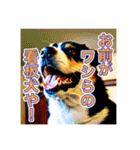 ブチ切れる犬（個別スタンプ：14）