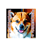 ブチ切れる犬（個別スタンプ：18）