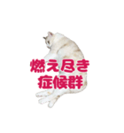 愛猫好好倶楽部②（個別スタンプ：3）