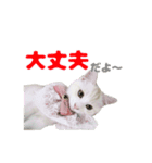 愛猫好好倶楽部②（個別スタンプ：12）