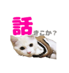 愛猫好好倶楽部②（個別スタンプ：14）