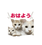 愛猫好好倶楽部（個別スタンプ：1）