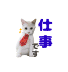 愛猫好好倶楽部（個別スタンプ：15）