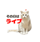 愛猫好好倶楽部（個別スタンプ：16）