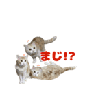 愛猫好好倶楽部（個別スタンプ：17）