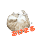 愛猫好好倶楽部（個別スタンプ：19）